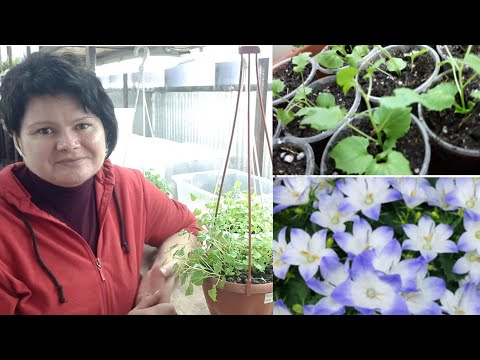 Видео: "ТЕПЛИЧКА". Зачем нужна?  Укоренение Кампанулы.