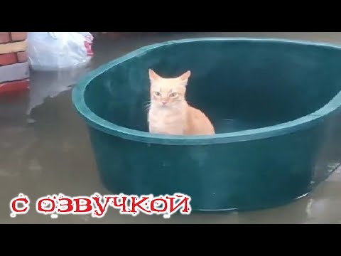 Видео: Приколы с котами! С ОЗВУЧКОЙ! САМЫЕ СМЕШНЫЕ ЖИВОТНЫЕ! Тест на психику!