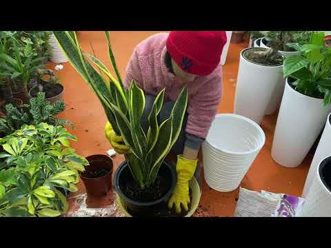 Видео: Сансивиера гүлі