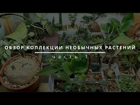 Видео: Моя коллекция каудексных и других необычных растений. Часть 1