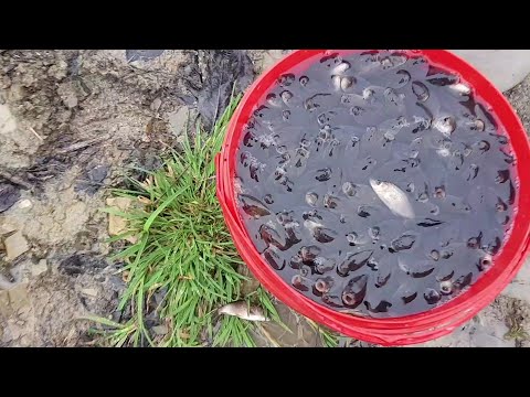 Видео: Норма зариблення малих ставків (мальком коропа, амура і товстолоба) з протічною водою. Озеро в горах