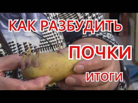 Видео: Итоги опыта "Как разбудить спящие почки на клубне картофеля"