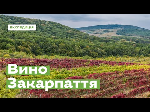 Видео: Вина Закарпатье