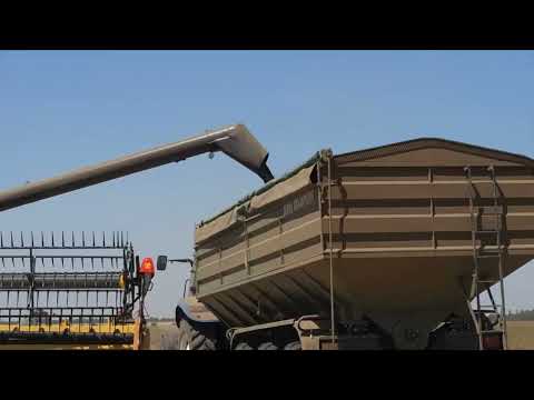 Видео: Уборка оз.рапса. Итоги. No-till 13.07.2025
