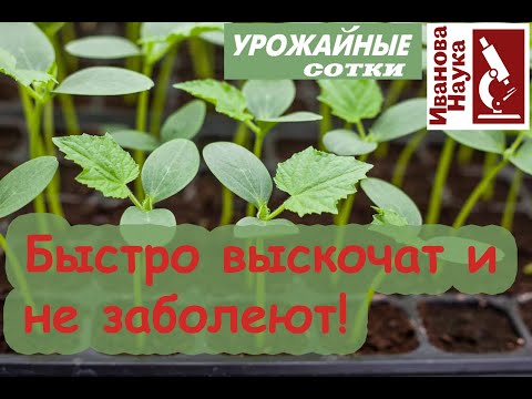 Видео: Смарт-посев огурца ПОД ПОДУШКОЙ - проще, чем вы думали! Все нюансы посева и выращивания рассады.