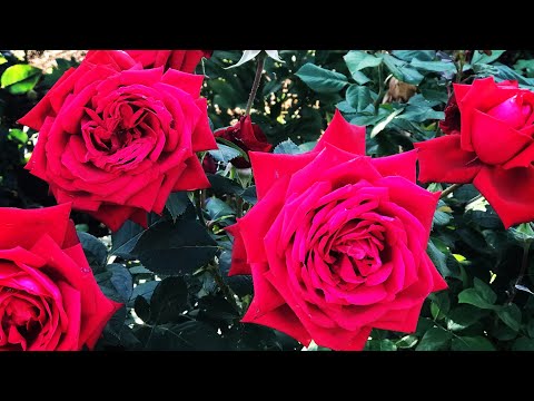 Видео: Розы. Теневыносливые сорта роз и все что нужно знать об их посадке.🌹🌹🌹