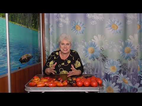 Видео: Томатные Гномы. Я от них в восторге! Посмотрите на эту красоту! 20 сортов в одном видео.