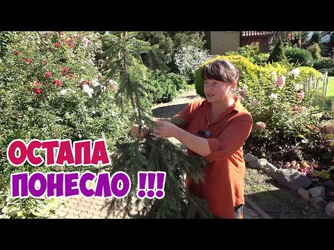 Видео: Остапа ПОНЕСЛО! Остановите меня 😁, помогите Паше! Вторая плакучая ель! Зимнее кашпо для роз!