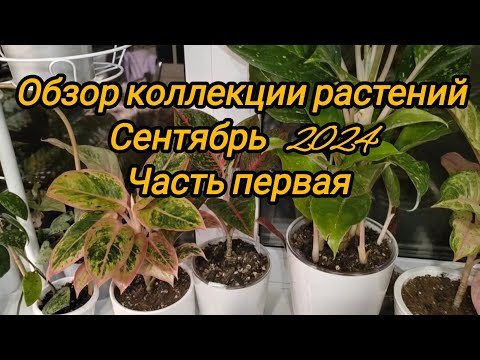 Видео: Обзор коллекции моих растений. Сентябрь 2024. Часть первая (кухня)