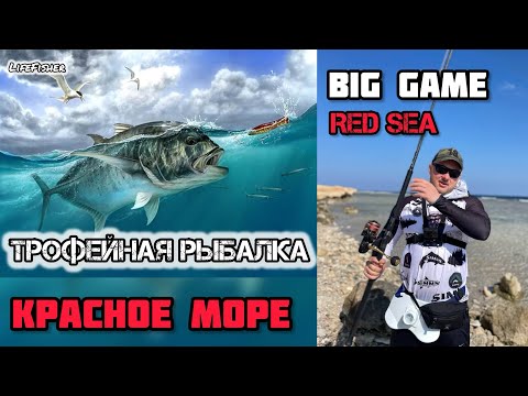 Видео: ТРОФЕЙНАЯ рыбалка В Хургаде. Клюнул Монстр На Красном Море! BIG FISH in the RED SEA. Египет.