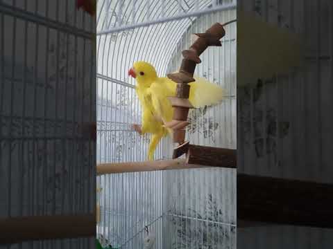 Видео: little parrot 🦜 маленький попугай