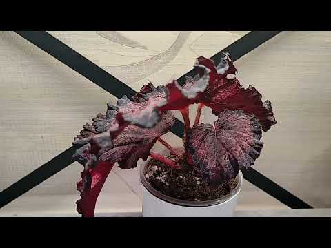 Видео: Бегонии🪴 1 серия! Новинки🌱 😍