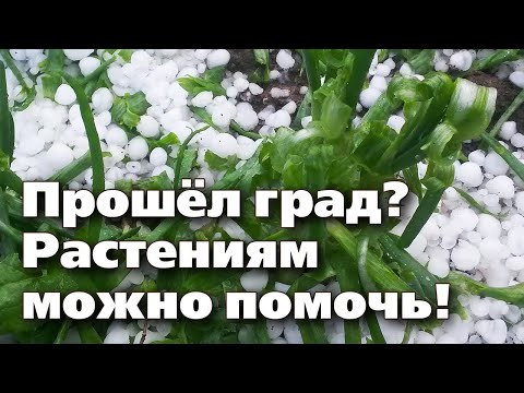 Видео: КАК ПОМОЧЬ РАСТЕНИЯМ, ПОСТРАДАВШИМ ОТ ГРАДА. Простая схема