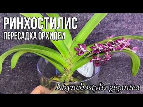 Видео: Пересадка орхидеи Ринхостилис Rhynchostylis gigantea || Общие условия содержания || Закрытая система