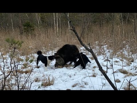 Видео: Чекан. Зверовой кобель с клеймом СМЕРТНИКА.