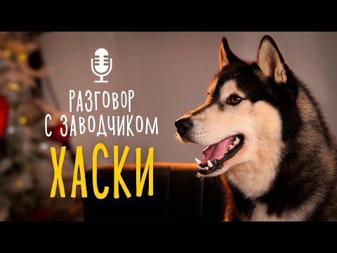 Видео: Разговор с заводчиком: хаски // Отличия собак шоу-класса от рабочих хаски / Все ли хаски воют?