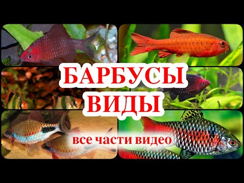 Видео: БАРБУСЫ ВИДЫ все части видео про барбусов