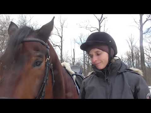 Видео: Как завести лошадь в угол? Учимся проходить углы и повороты