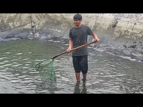Видео: Илон балиқ овини бошладик. Натижа зўр.