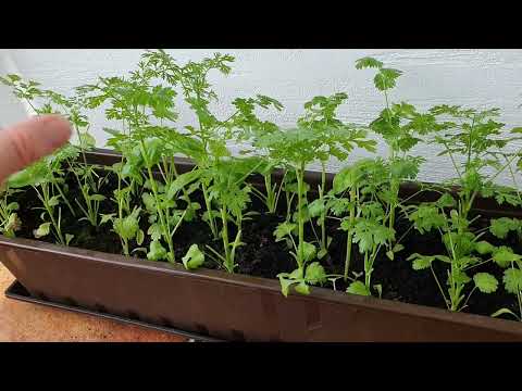 Видео: Огород на балконе: Кинза- это просто. DIY