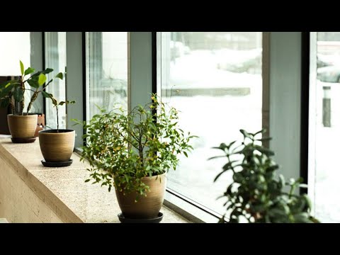 Видео: Чем и как подкормить комнатные цветы зимой?