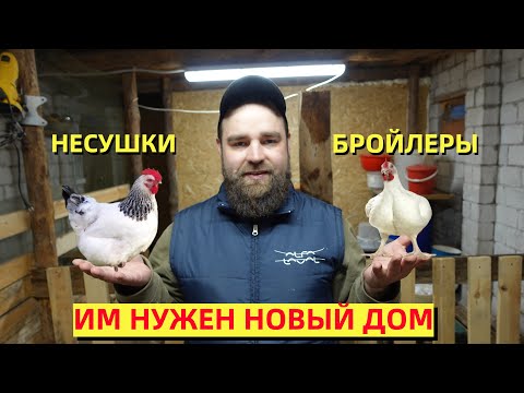 Видео: НОВОЕ ПОМЕЩЕНИЕ ДЛЯ ЦЫПЛЯТ. Хозяйство будет расти