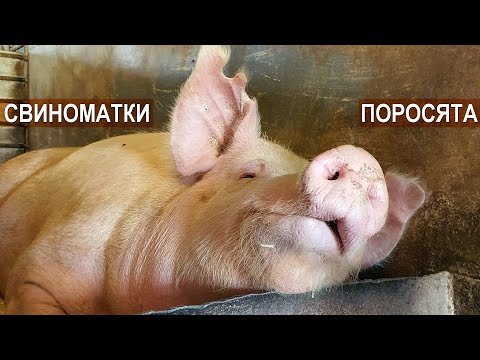 Видео: Свиноматки и поросята. Содержание свиней в фермерском хозяйстве Павла Дергачёва