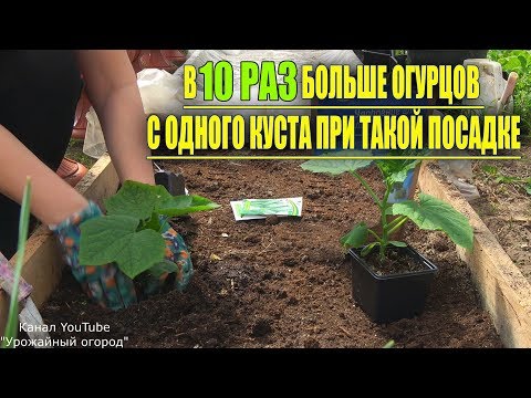 Видео: В 10 РАЗ БОЛЬШЕ ОГУРЦОВ С ОДНОГО КУСТА ПРИ ТАКОЙ ПОСАДКЕ!!!