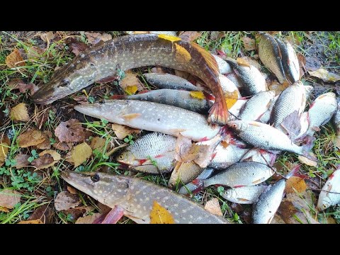 Видео: Осенняя рыбалка на Юхоти. Налим, красноперка, окунь, щука.