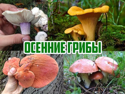 Видео: Осенние грибы / Виды осенних грибов / Прогулка в лесу