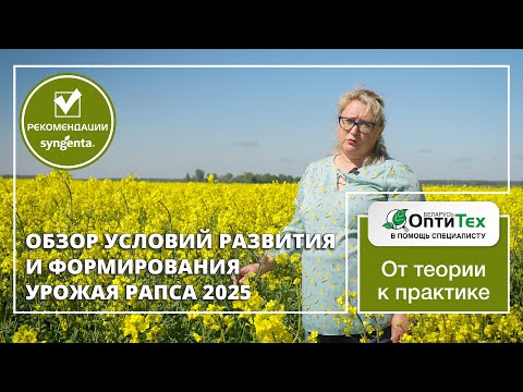 Видео: Гибрид СИ Генриетта - новинка озимого рапса компании Сингента на севере Гродненской области.