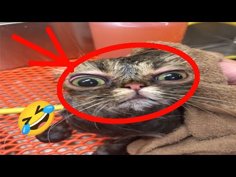 Видео: смешные животные  | funny animals 😂