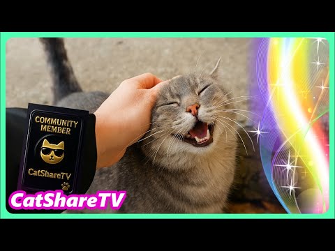 Видео: Бездомная Семья Голодных Котов! - Не Пропусти!
