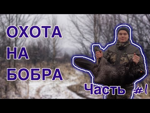 Видео: ОХОТА НА БОБРА l ПРОХОДНЫЕ КАПКАНЫ l ЧАСТЬ 1