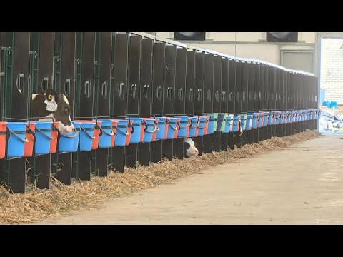 Видео: Телятник 0-2 месяца молочного периода Ярославская область ООО Красный Маяк