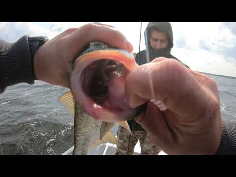 Видео: Бешеный клев жереха!Трофей пойман!