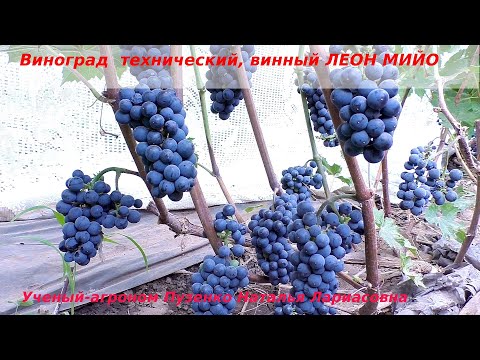 Видео: Виноград технический, винный  с фруктовым вкусом ЛЕОН МИЙО (Пузенко Наталья Лариасовна)