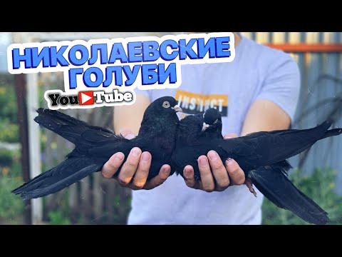 Видео: Николаевские голуби Павла Шаталова 2023