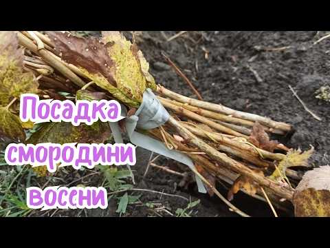 Видео: Посадка смородини восени: глибина посадки, обрізка після посадки, відстань між кущами, підживлення