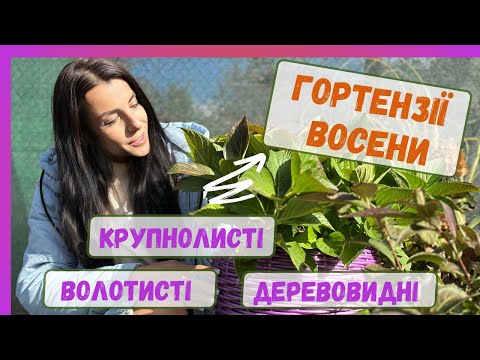 Видео: Гортензії восени. Огляд. Підготовка до зими.