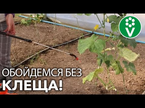 Видео: ОГУРЦЫ ОБЛЮБОВАЛ ПАУТИННЫЙ КЛЕЩ?! Не оставьте вредителю ни единого шанса!