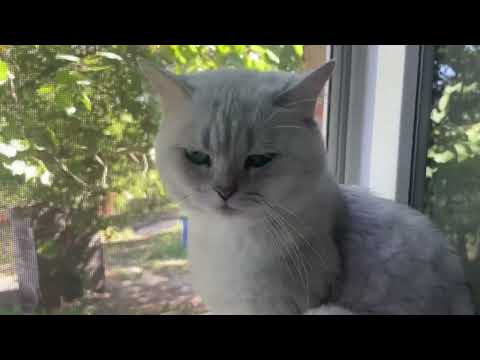 Видео: Разговор с зятем 