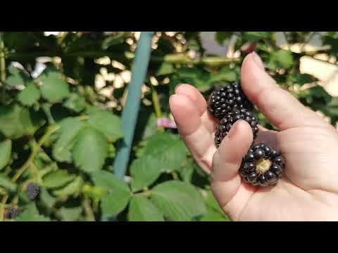 Видео: Ежевика Виктория. 21.07.25 г.