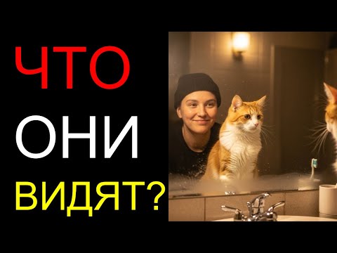Видео: Почему кошки не узнают себя в зеркале Ответ вас удивит