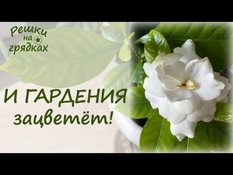 Видео: Гардения цветет | Секреты ухода!