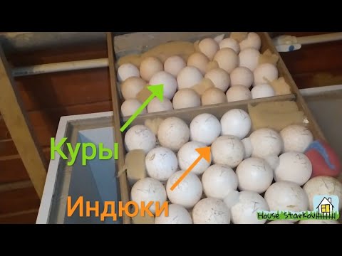 Видео: Совместная инкубация яиц КУР и ИНДЮКОВ