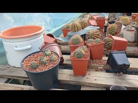 Видео: Кактусы на новом месте.