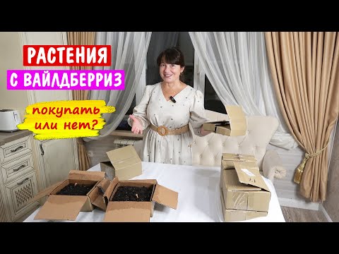 Видео: Растения с Вайлдберриз. Что я получила? И что с этим делать?