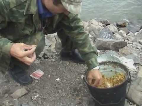 Видео: Сазан на Красноярском море