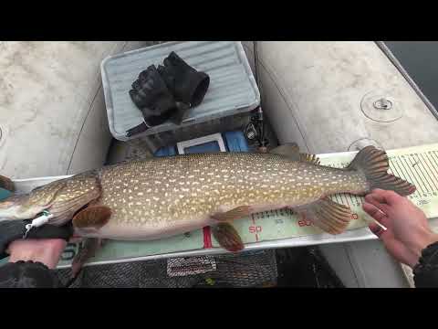 Видео: осенний трофейчик